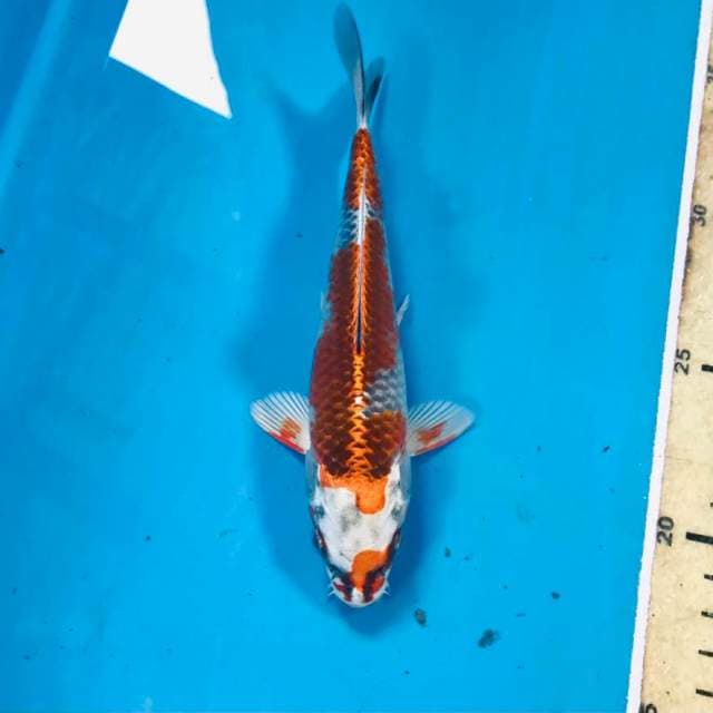 Kujaku, 17 cm