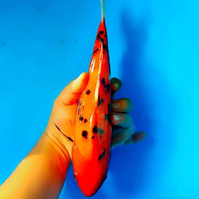 32cm akka bekko jozz