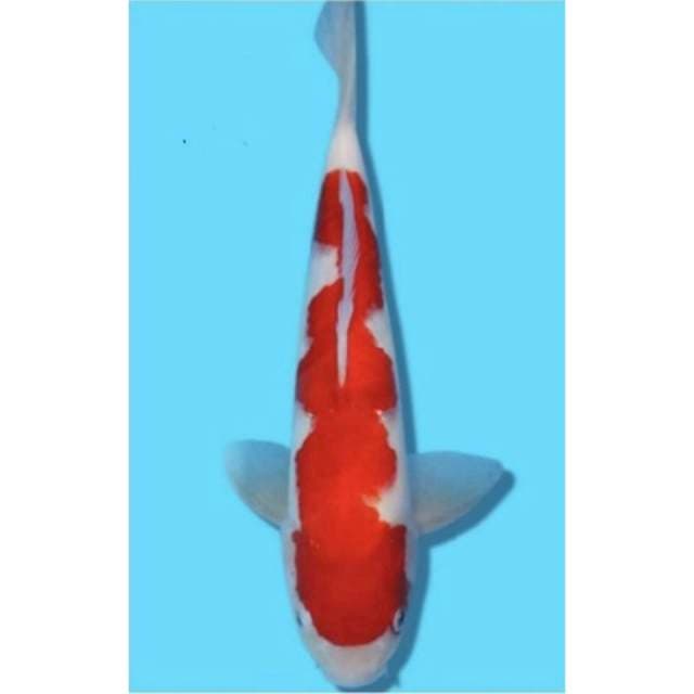 Kohaku 35bu 🤩🤩😍