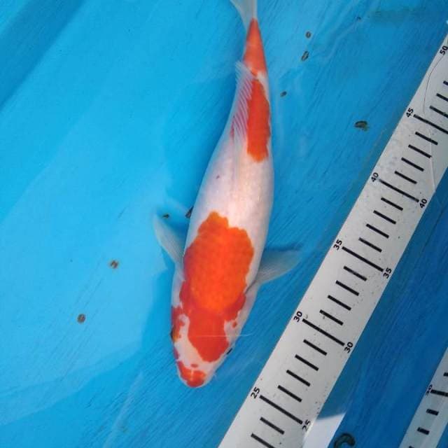 Kohaku