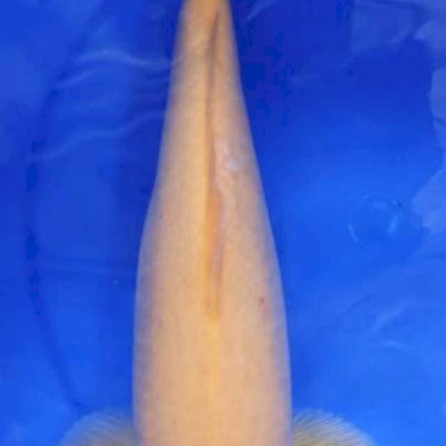 Karashi punuk 40cm