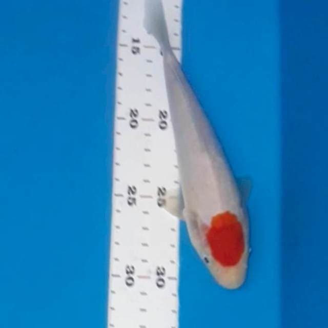 Tancho 20 cm