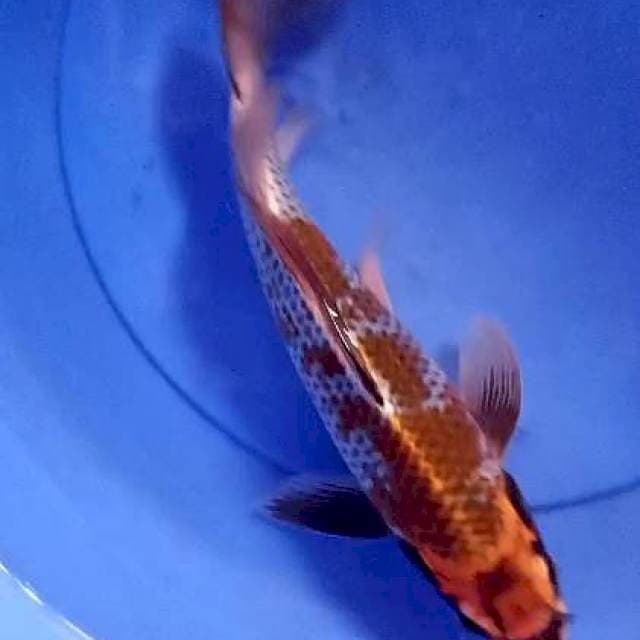 Kogane 33 cm kumpay