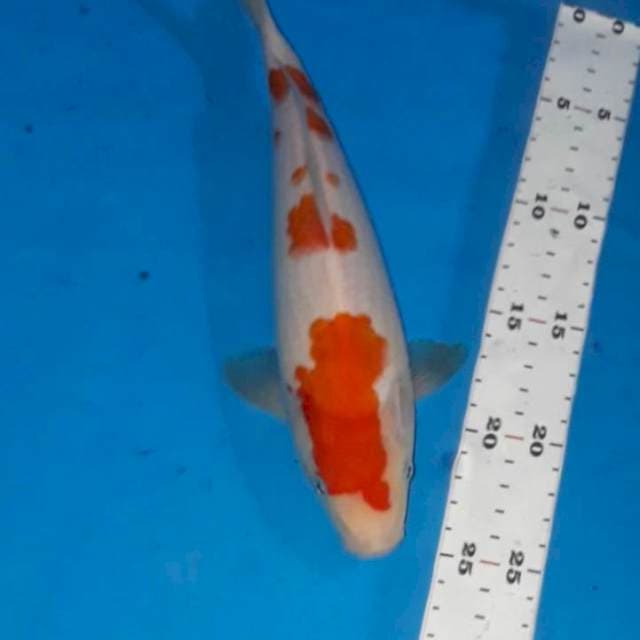 Kohaku 27 cm