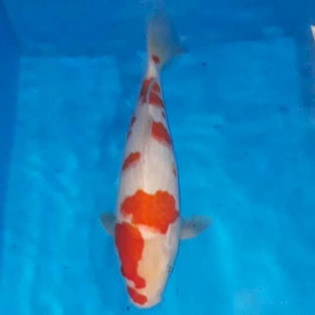Kohaku 28 cm