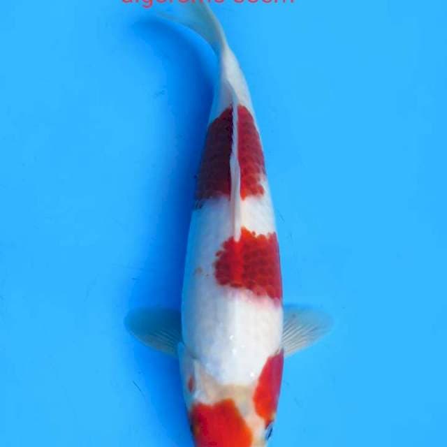 Aigoromo 33cm