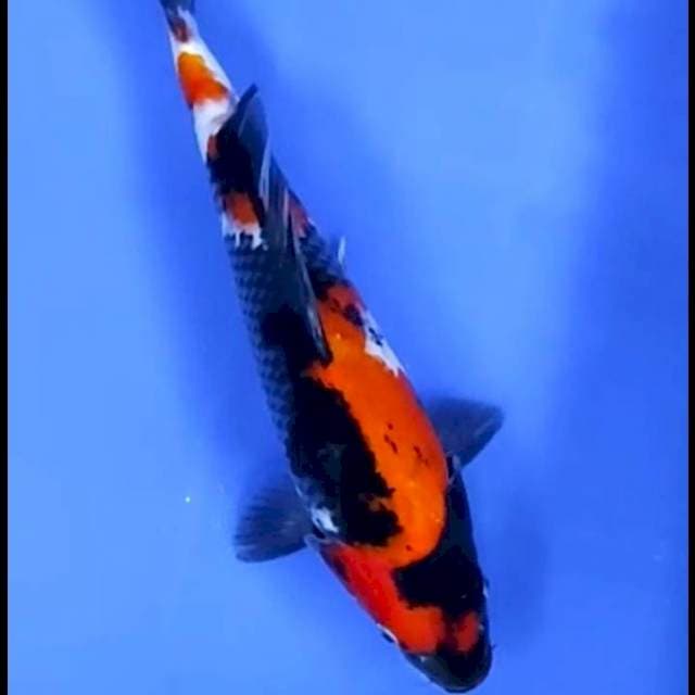 2. Showa || 29 cm