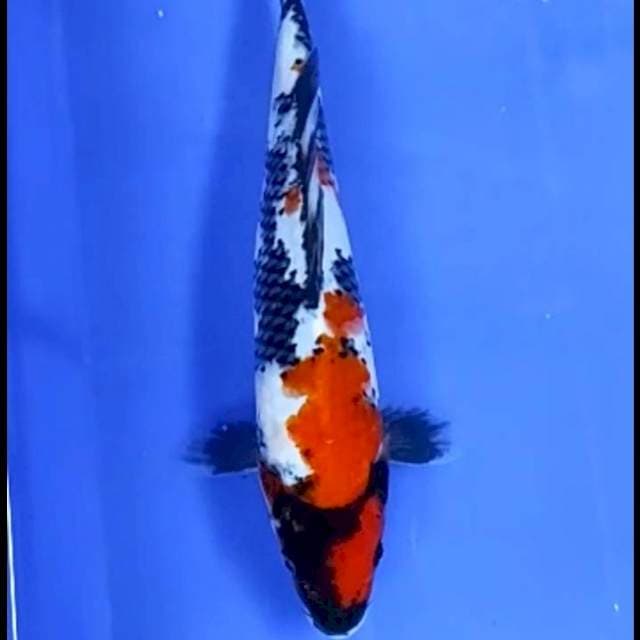 5. Showa || 28 cm