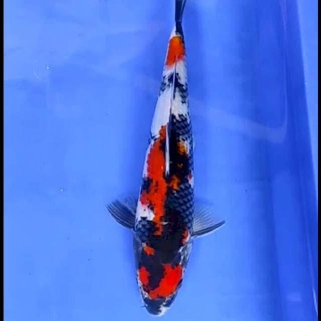7. Showa || 28 cm