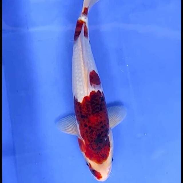 8. Goromo || 31 cm || Jantan