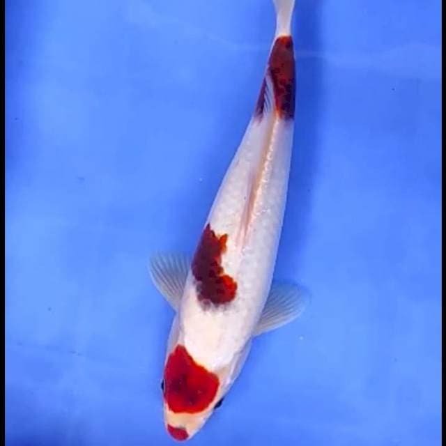 9. Maruten Kucibeni Goromo || 30 cm || Jantan
