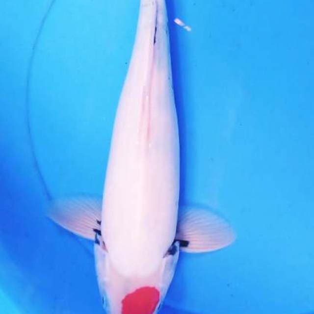 Tanco showa 36 cm