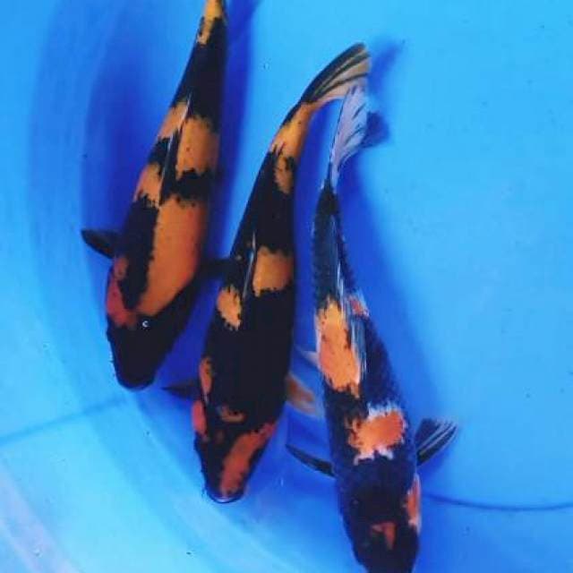 Mix 27-28 cm