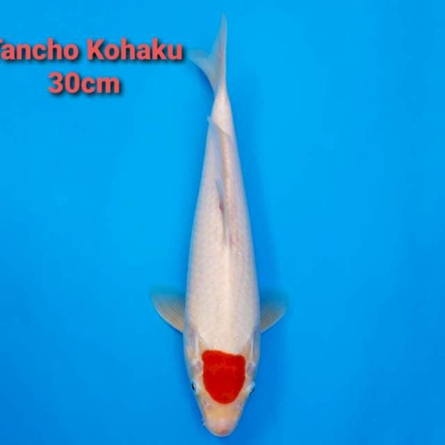 F1 Tancho Kohaku 30cm