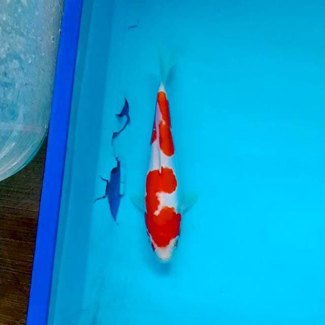 Kohaku Doitsu 25cm