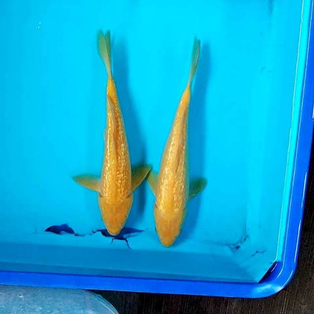 Karashi full ginrin 29&30cm