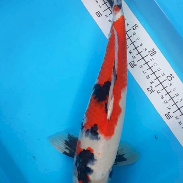 Showa maruten 38cm