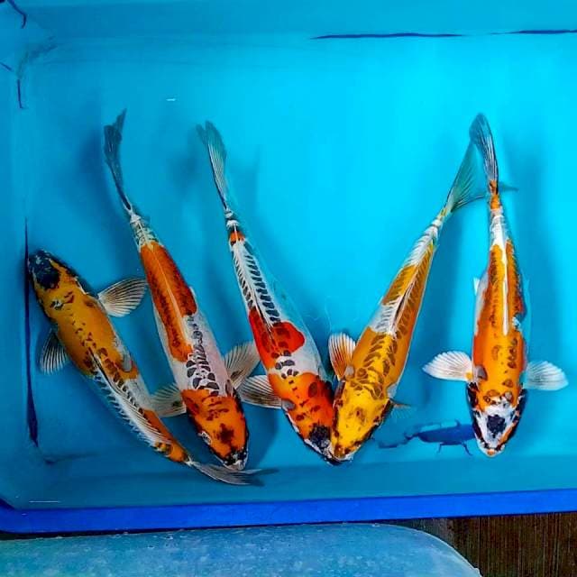 Kin kikokuryu 30-33cm