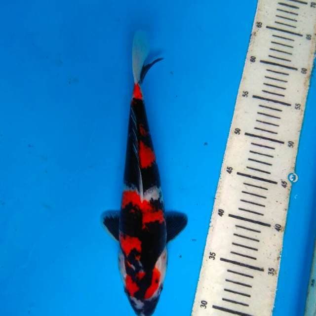 Showa 30cm