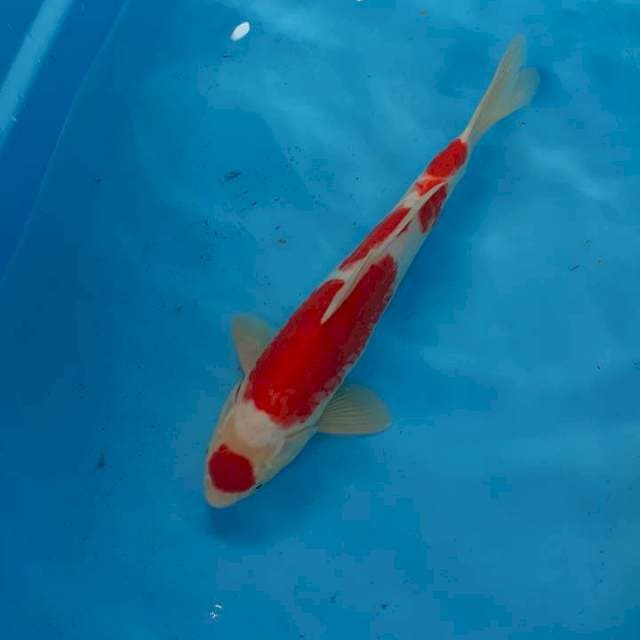 Tanco kohaku 39 cm