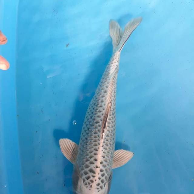 Mukasi 45 cm