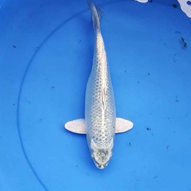 Mukashi ginrin gendong telur 25 cm