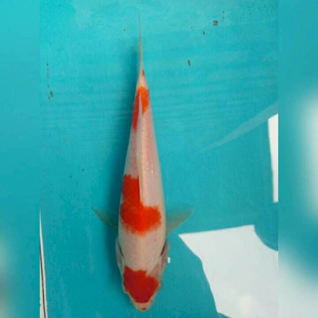 Kohaku original