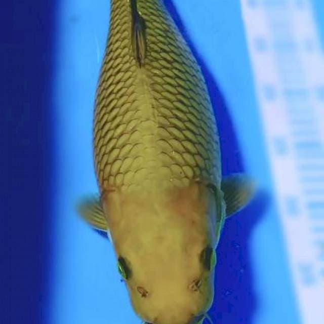 Cagoi Midori 43cm cewek
