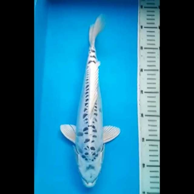 GIN MATSUBA DOITSU 35 Cm