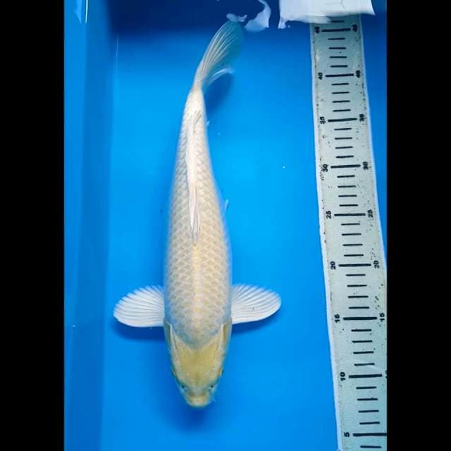 OGON BODY JUMBO PUNUK 36 Cm