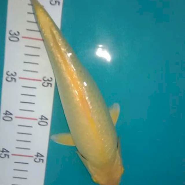 Karashi 29cm