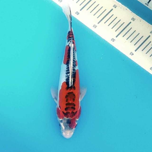 28cm merah merona kujaku doitsu