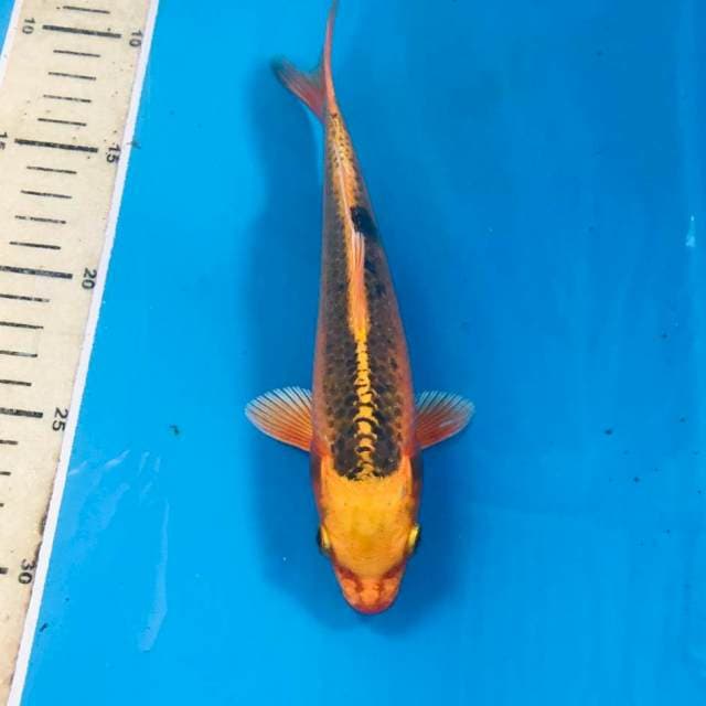 Aka Matsuba, 20 cm