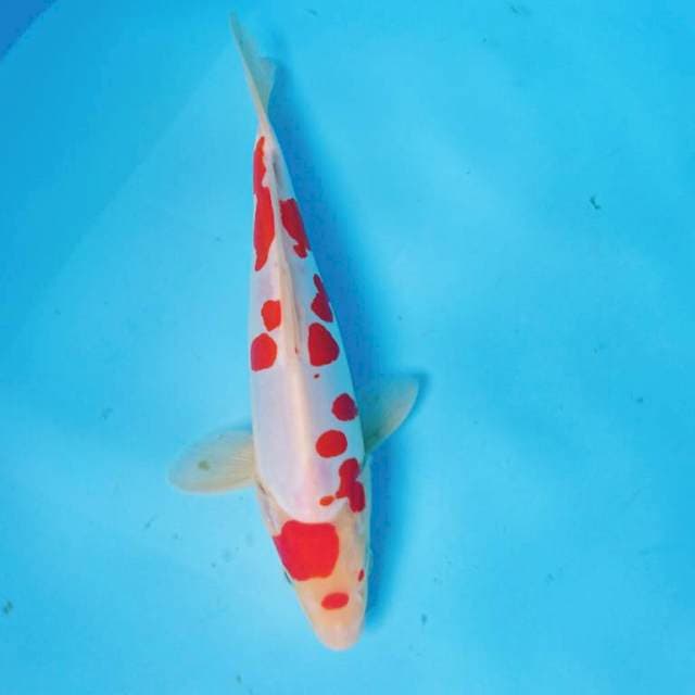 DOITSU KOHAKU