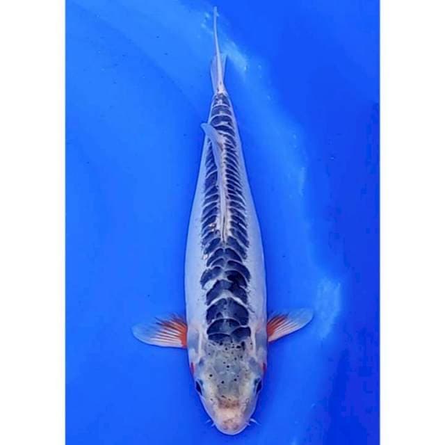 Shusui Ring Rapi 34 cm (F)