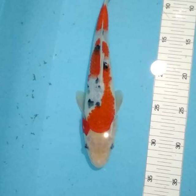 Sanke 29cm