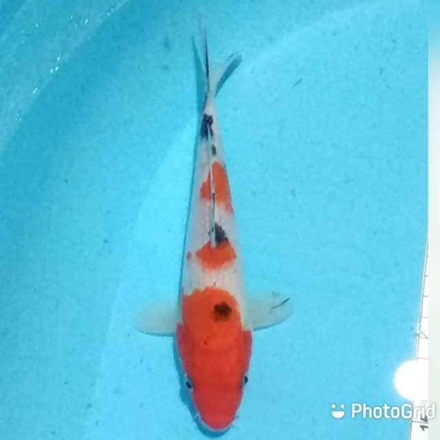 Sanke 21cm