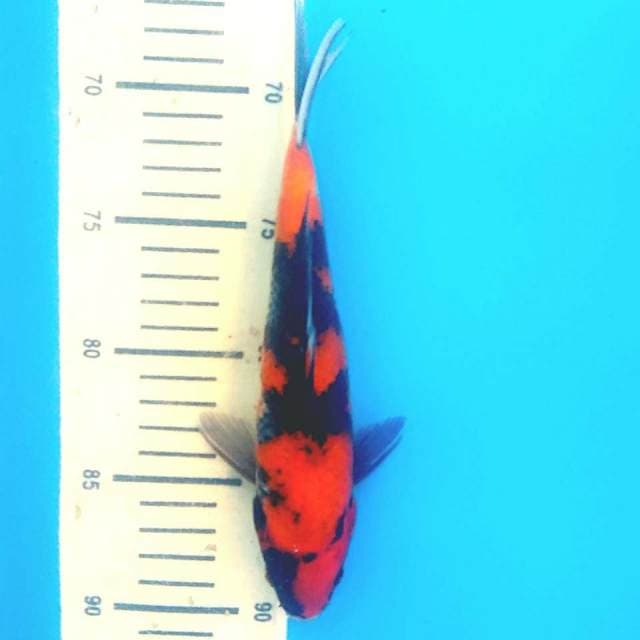 Ho showa 23cm