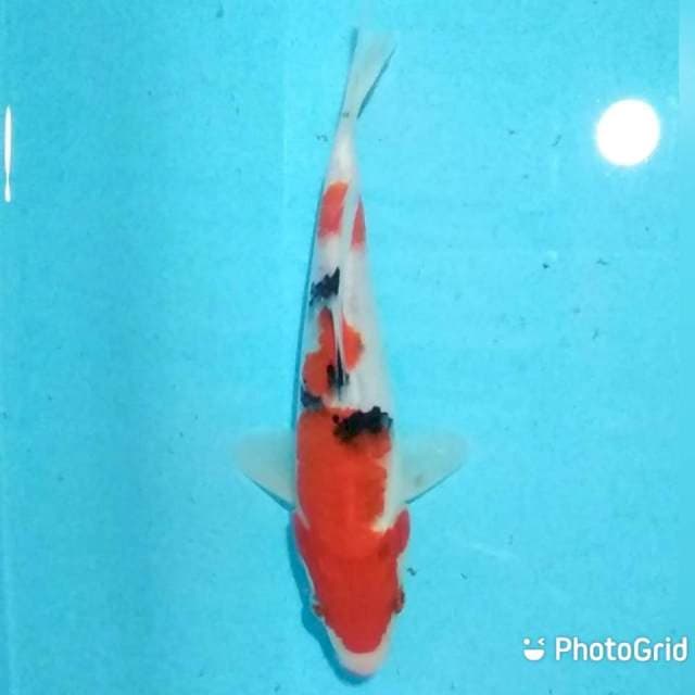 Sanke 22cm