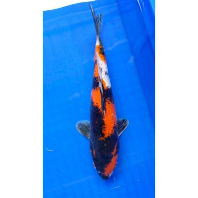 Showa #32 cm