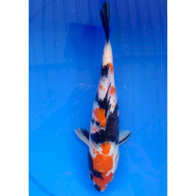 Showa #32 cm
