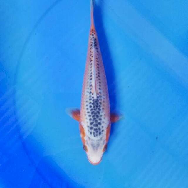 Asagi 26 cm