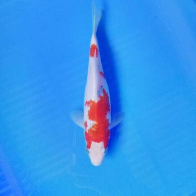 Sanke 24 cm