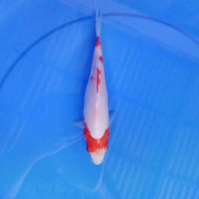 Sanke 22 cm 