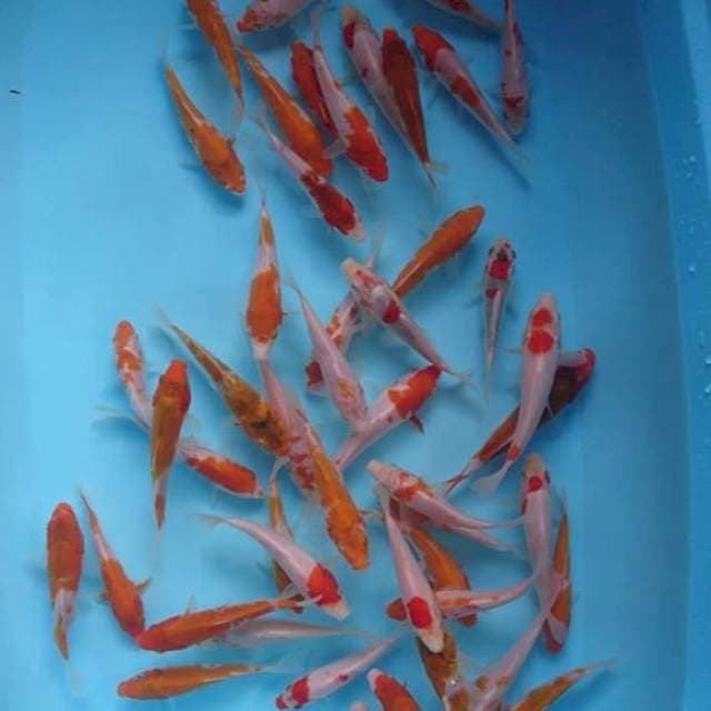 Mix 50 ekor bibit 14-18cm