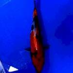 Hishowa doitsu 24 cm motogoro ( korban bid&run)