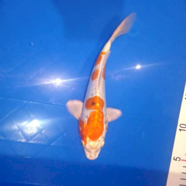 Kikusui 21cm