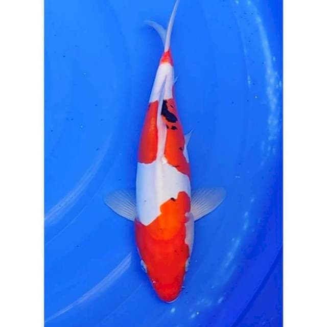 Doitsu Sanke 3step Original 30cm (F)