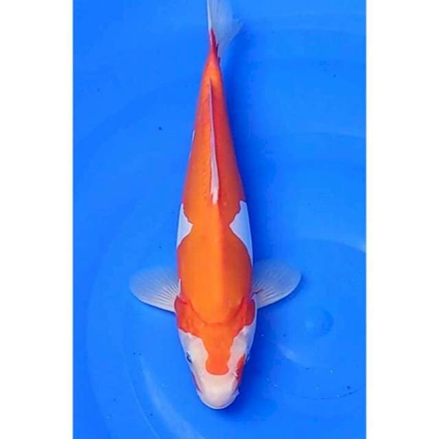 Doitsu Kohaku Original 30cm (M)