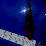 Chagoi tambaga 28cm